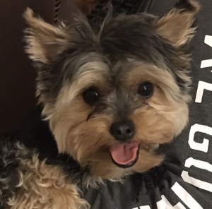 Morkie(Maltese/Yorkie) stud  Listing Image
