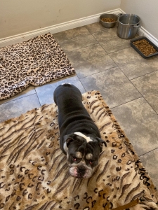 English Bulldog Rare color stud service Listing Image