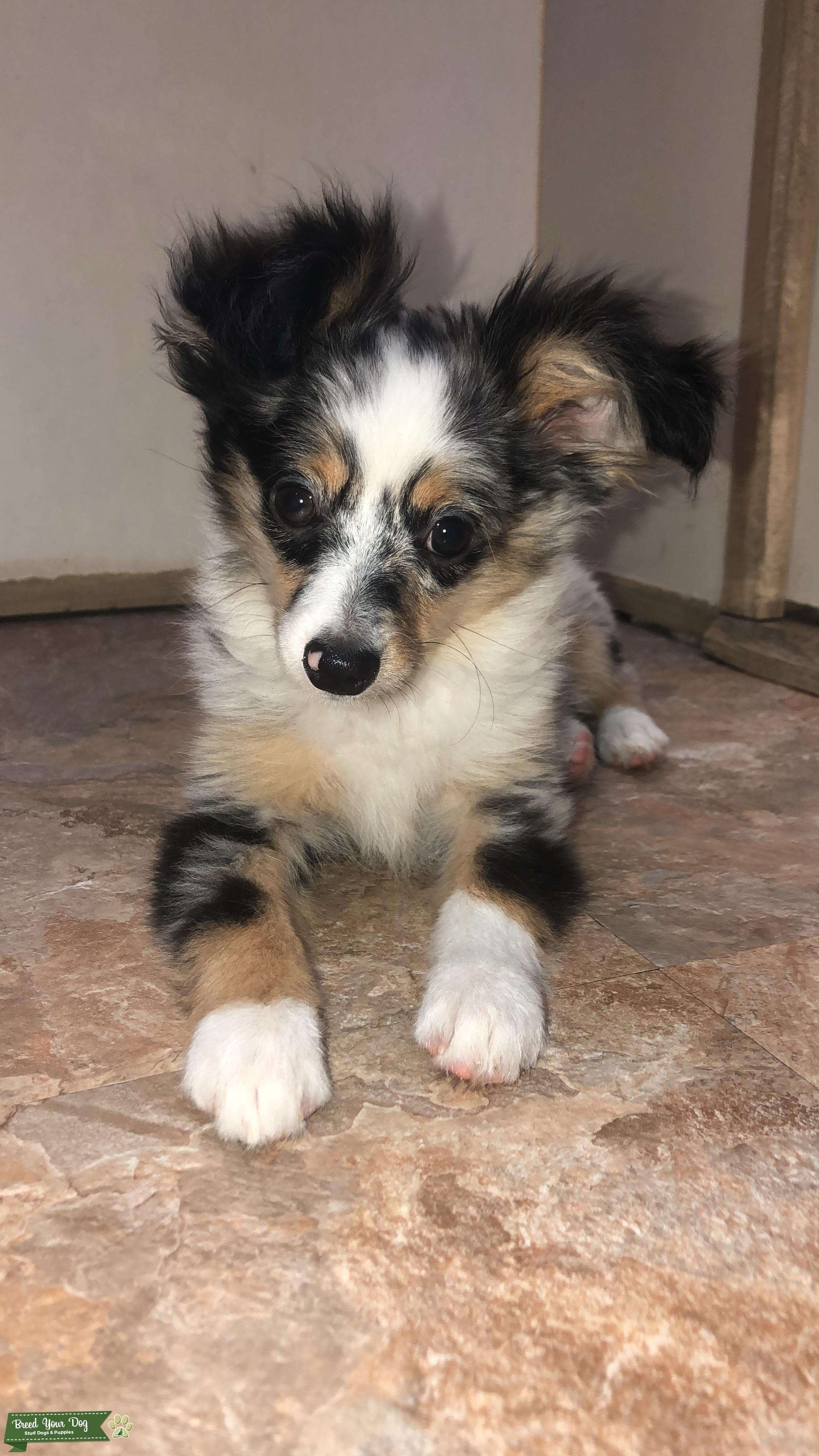 toy blue merle australian shepherd