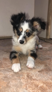 Blue Merle Mini x Toy Australian Shepherd  Listing Image