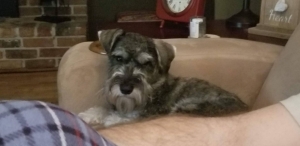 Looking for a mate for Stud salt and pepper Miniature Schnauzer   Listing Image