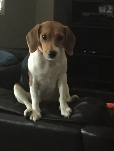 Pure Bread Beagle Bitch Listing Image