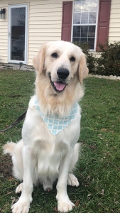 AKC 2 years Golden Retriever Listing Image