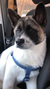 Stud dog  Listing Image