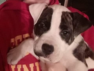 Female Brindle and white Boxer Bulldog cross Listing Image