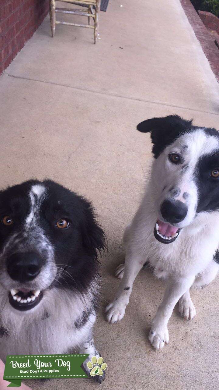 Stud Dog / Border Collie Male (300 Breeding Fee) Stud Dog in