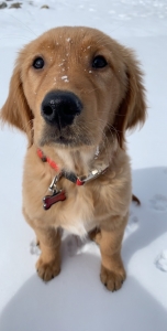 Charlie the Stud Listing Image