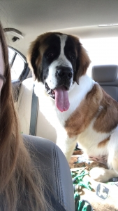 Saint Bernard Listing Image
