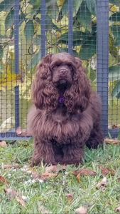 American Cocker Spaniel looking for stud  Listing Image