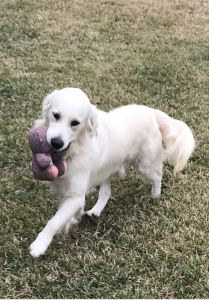English Cream Golden Retriever Listing Image