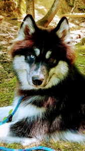 Black Expresso Heterachromic Siberian Husky (Stud) Listing Image