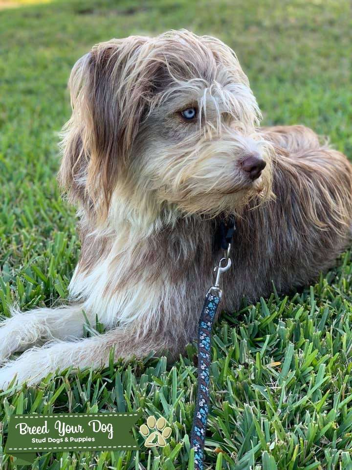 Siberian Husky/Golden Retriever mix for stud Stud Dog in Florida, the