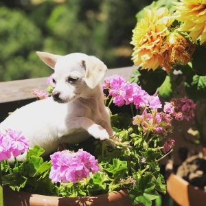 Female Chihuahua Maltese Listing Image