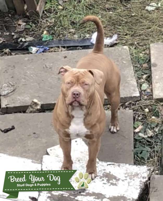 Lilac xl bully stud Stud Dog Manchester Breed Your Dog