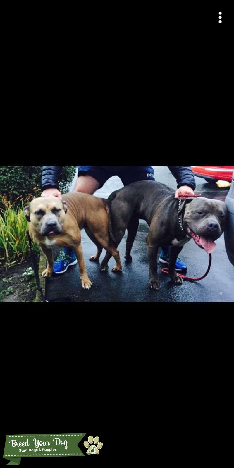 Lilac xl bully stud Stud Dog Manchester Breed Your Dog