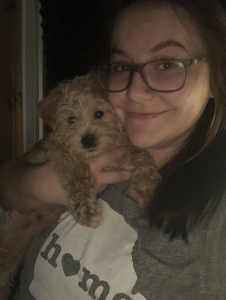 Schnoodle Male  Listing Image