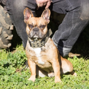 AKC Sable Merle Proven Stud 7+ puppies per litter Listing Image
