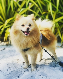 Cream Pomeranian (Male) Listing Image