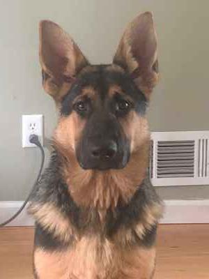 stud german shepherd for breeding