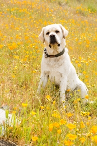 Stud for Breeding Listing Image