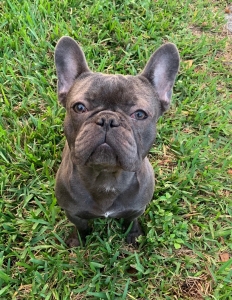 Blue French Bulldog Listing Image