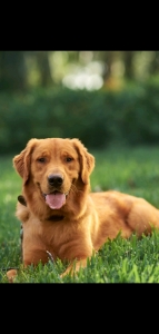 Champion line Golden Retriever  Listing Image