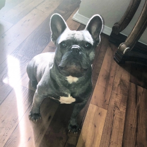 Blue Male French Bulldog  Listing Image