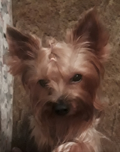 Hungarian Yorkshire terrier  Listing Image