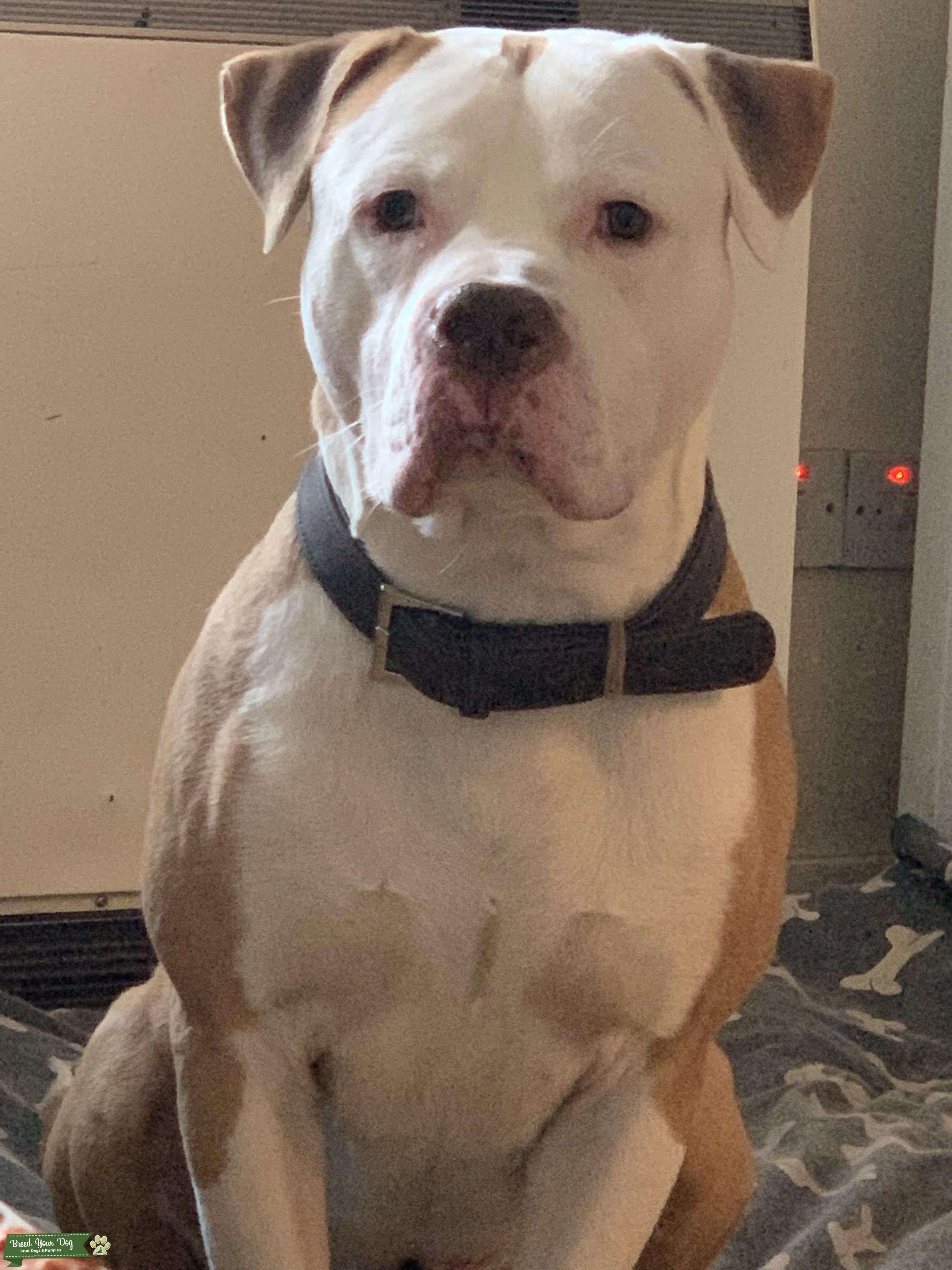 Stud Stud Dog Kent Breed Your Dog