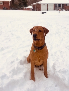 Red British Labrador Listing Image