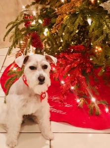 White Schnauzer Stud Miami Listing Image