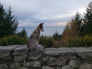 Alaskan Klee Kai Listing Image