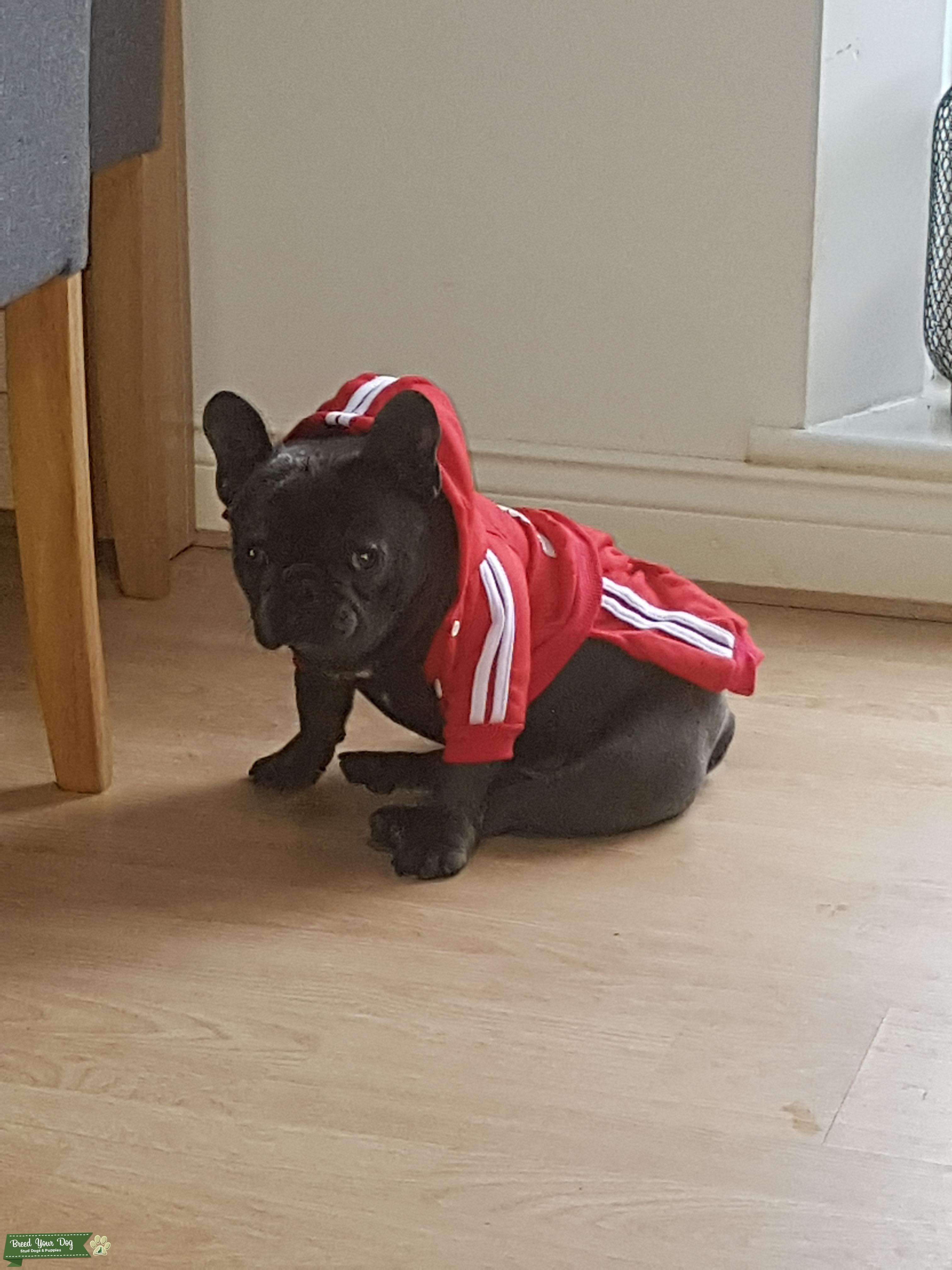 Tiny lilac carrier frenchie Stud Dog in Surrey, United States Breed