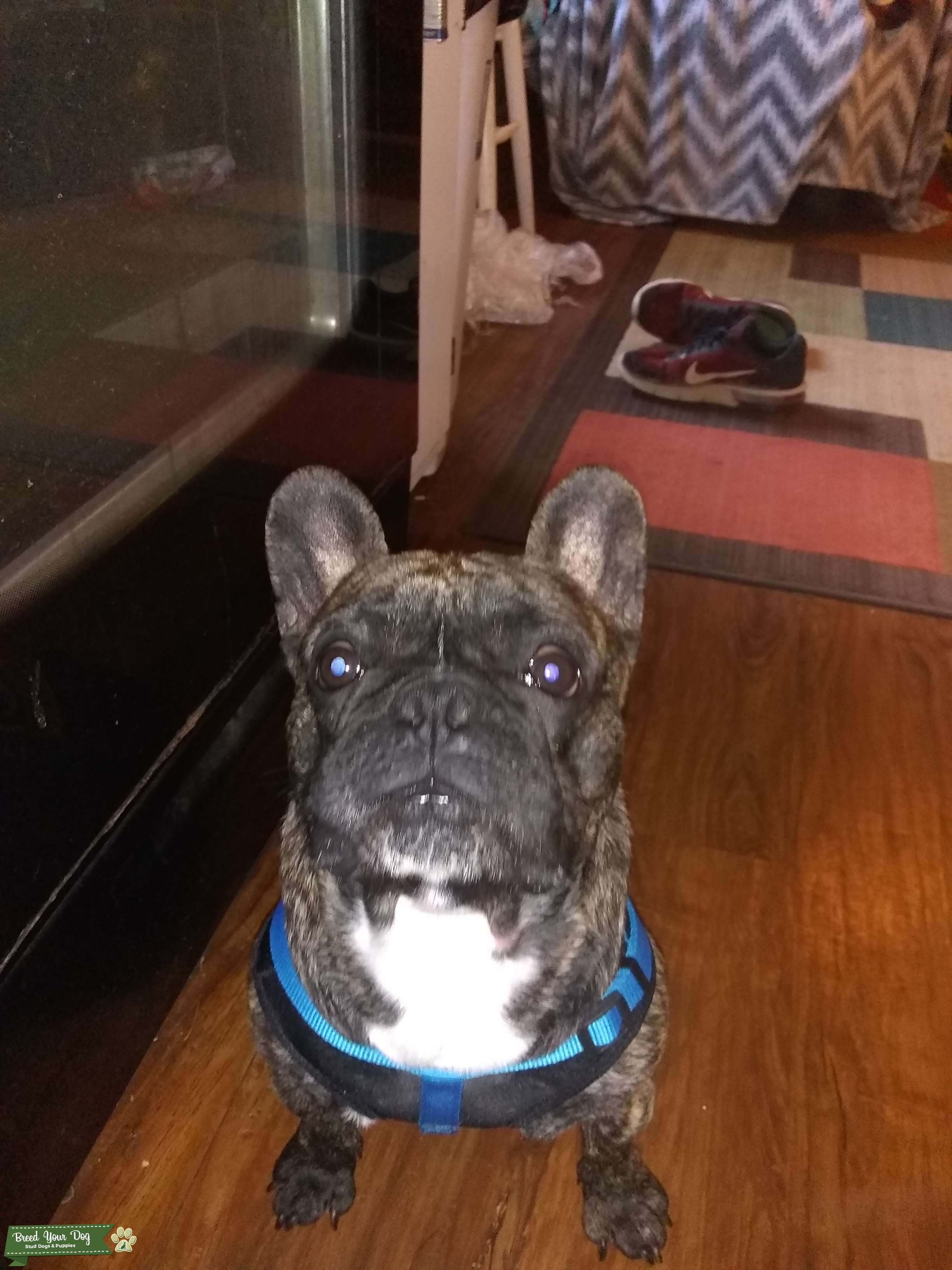 Stud Service Stud Dog in douglasville Ga, the United States Breed