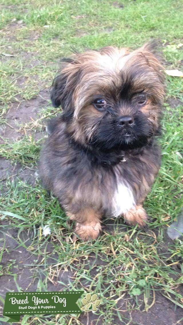 Stud Dog Shih Tzu X Russian Toy Terrier Breed Your Dog