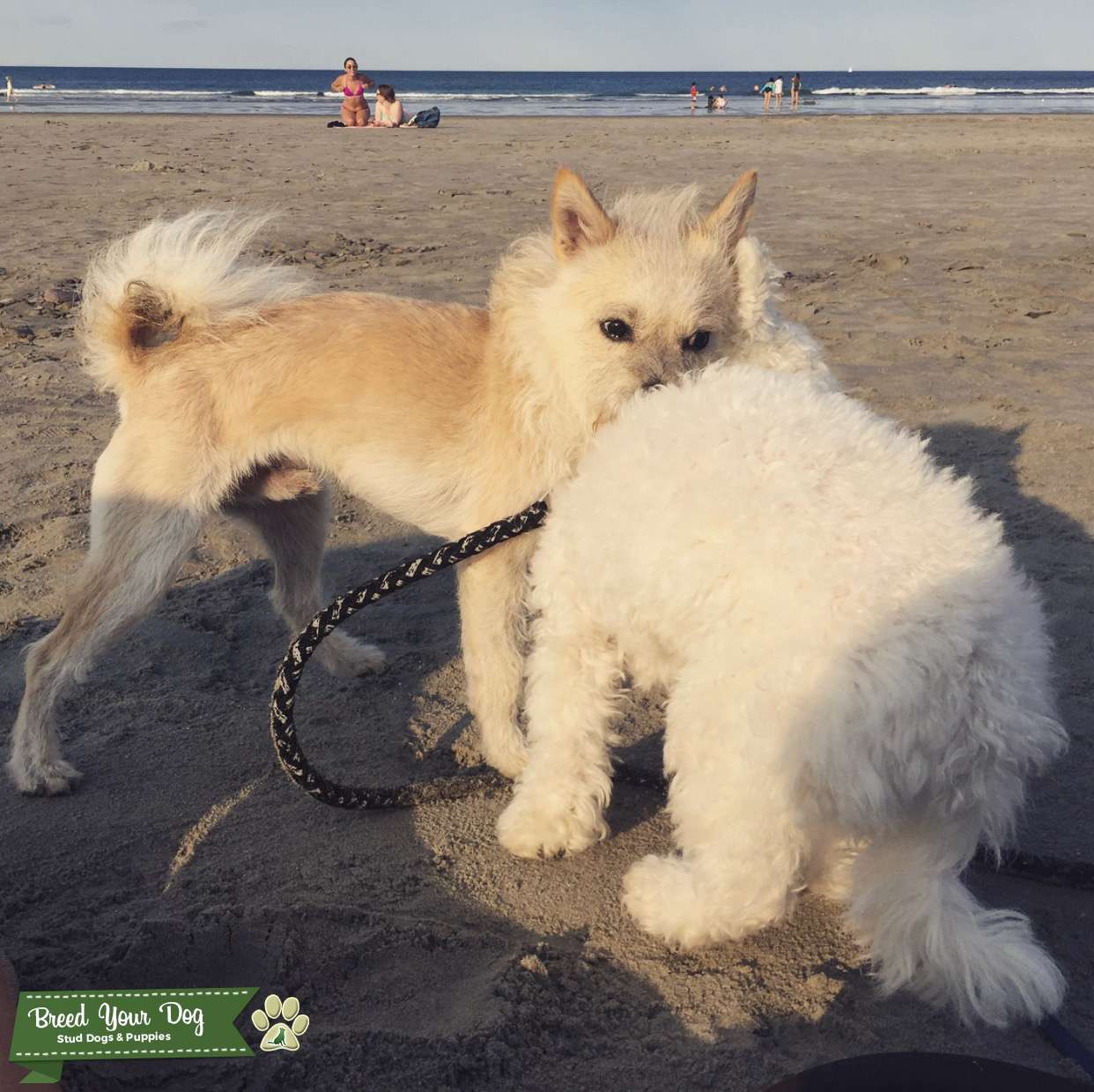 terrier spitz mix breed