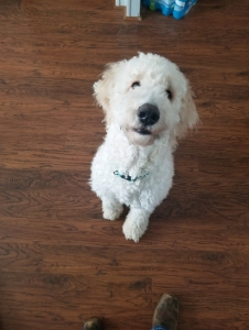 Goldendoodle stud Listing Image