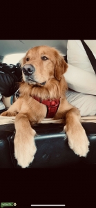 Purebred Golden Retriever Stud - Apollo Listing Image
