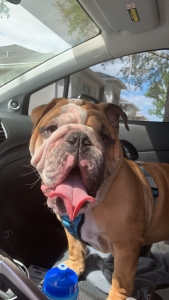 AKC Fawn & White English Bulldog Stud Listing Image