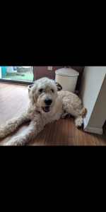 Male golden doodle iso female Listing Image