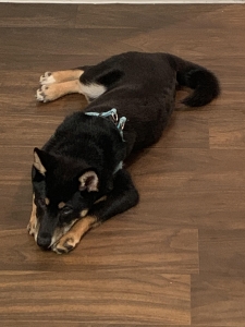 Shiba Inu Listing Image