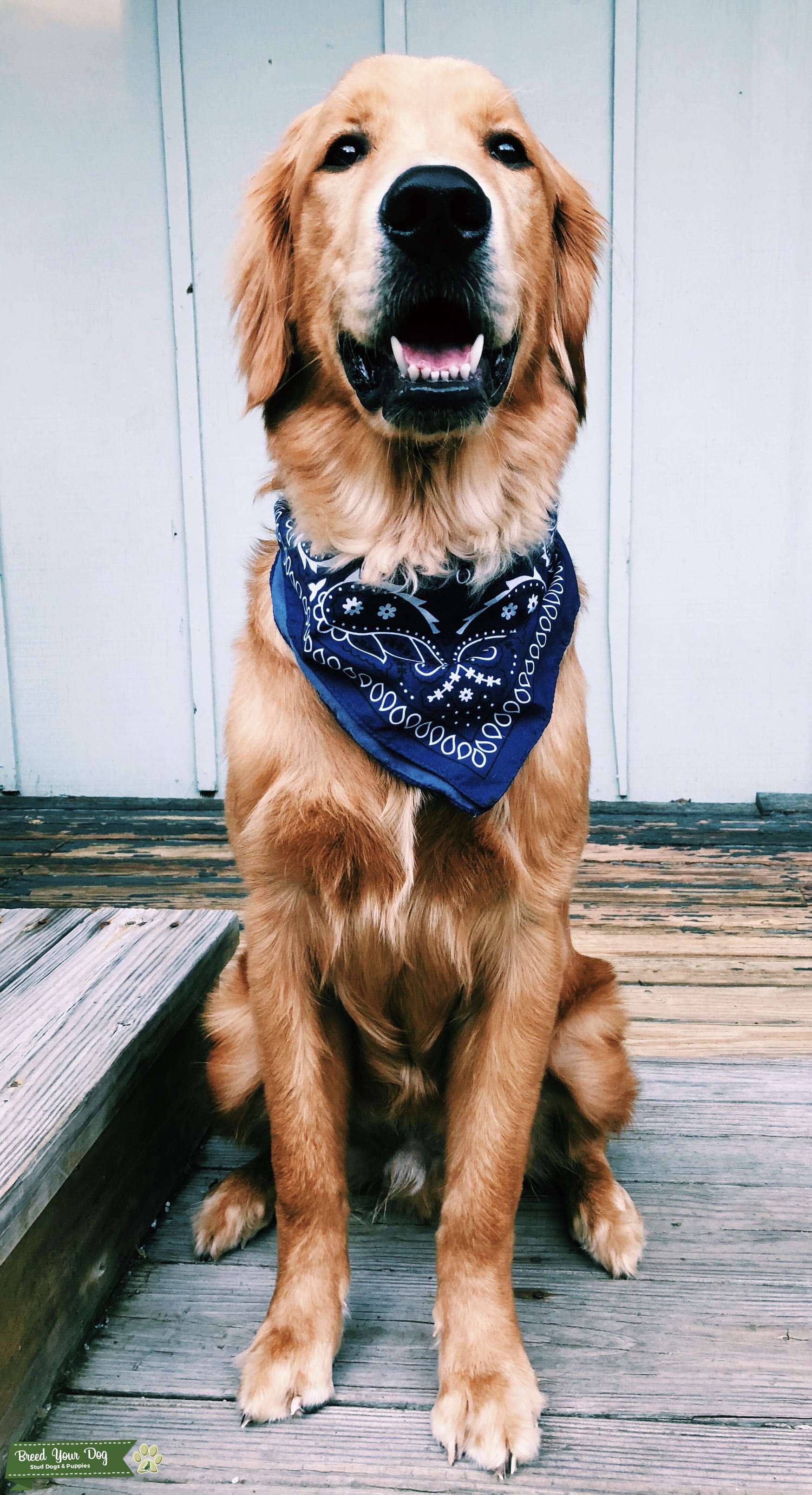 Stud Dog AKC Registered Golden Retriever Stud Breed