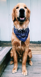 AKC Registered Golden Retriever Stud Listing Image