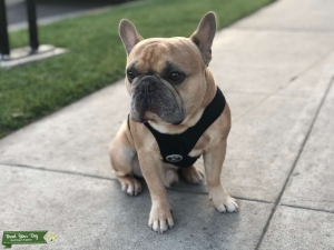 Handsome Frenchie Stud Listing Image