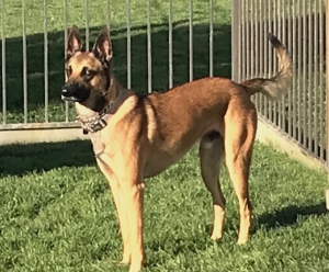 Handsome/Athletic/Great Tempered Male Listing Image