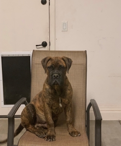 Red Brindle Bull Mastiff Listing Image
