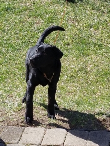 AKC - Black Labrador Retriever  Listing Image