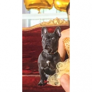 Blue French Bulldog Stud Listing Image