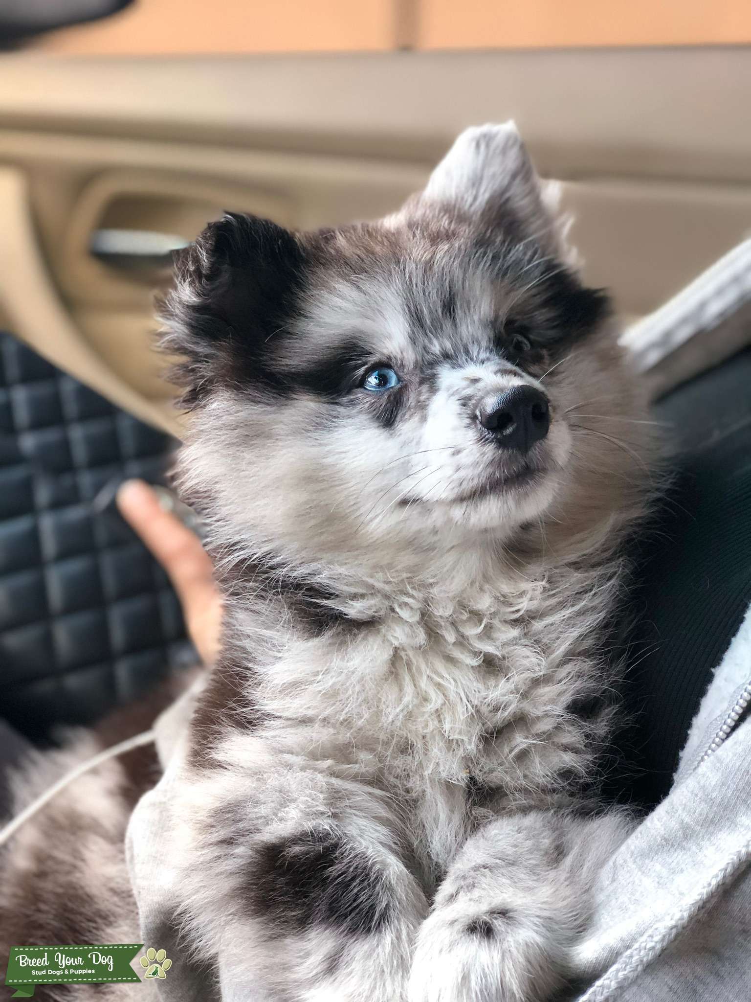 blue merle pomsky puppies for sale