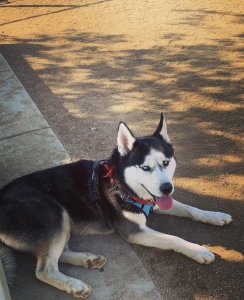 Male Siberian Husky Listing Image